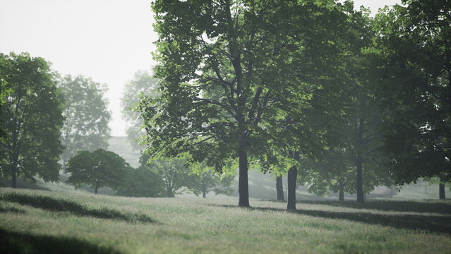 Soft sunlight filters through tall trees in a serene meadow. Dew glistens on fresh grass, creating a peaceful atmosphere. Nature awakens as the day begins, inviting calm reflection.
