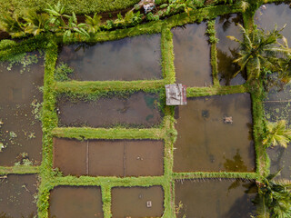 Aerial Landscape of Rice Fields with Integrated Fish Farming (Minapadi)