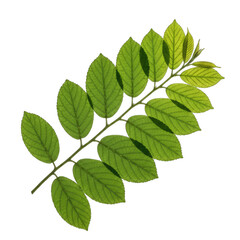 Branch With Green Leaves And Water Droplets Isolated On Black Background With Sun Lighting And Shadows