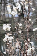 Fleurs sèches blanches en hiver avec un fond flou naturel