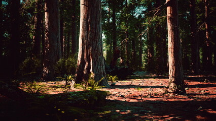 Tall trees surround a tranquil forest scene where sunlight breaks through branches, casting dappled shadows on the forest floor covered in leaves and ferns, offering a peaceful ambiance.