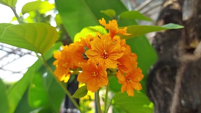 Selective focus closeup Cordia sebestena flower in a garden. Blurred orange flower.