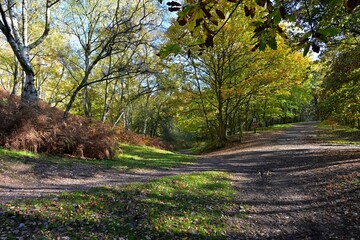 Autumn forest path with fallen leaves, trees, slope, and tranquility