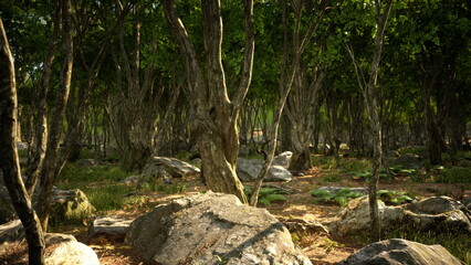 Lush greenery fills the scene as sunlight filters through tall trees in a serene forest. Large rocks are scattered amidst the vibrant undergrowth, creating a peaceful atmosphere.