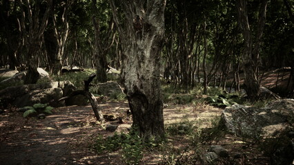 In a tranquil forest, ancient trees rise high, providing shade. The ground is scattered with rocks and greenery, creating a peaceful atmosphere perfect for exploration or reflection.