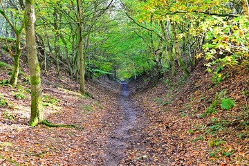 Autumn forest path with fallen leaves, trees, slope, and tranquility