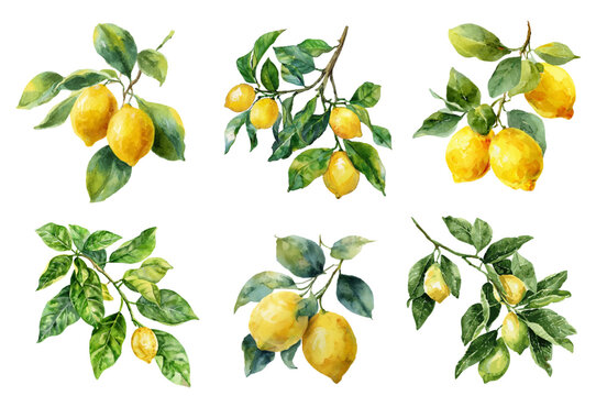 Collection of Amalfi Coast lemons with Italian tiles, citrus watercolors, Mediterranean stamps and coastal illustrations. Set of lemon tree branches with lemons. Perfect for summer cards.