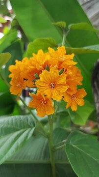 Selective focus closeup Cordia sebestena flower in a garden. Blurred orange flower.