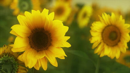 Obraz premium In a sunny field, bright yellow sunflowers stretch towards the sky, their large heads following the sun. The surrounding greenery enhances the vibrant scene, creating a cheerful atmosphere.