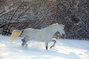 Beautiful white thoroughbred horse runs gallop in winter snow park
