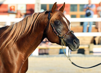 Arabian Horse portrait in summer ranch 
