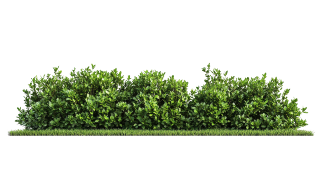 Green bush with dense foliage displayed against a white background for landscaping or design purposes.