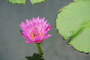 lotus flower