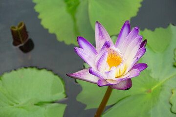 lotus flower