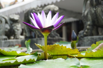 lotus flower in Thailand