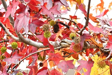 Autumn leaves and fruit of American sweetgum. Hamamelidaceae decidous. The fruit is an aggregate of...