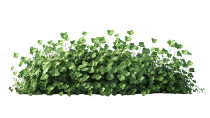 Green leafy plants grow in dense clusters providing a lush backdrop in a bright garden setting.