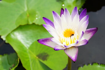 lotus flower