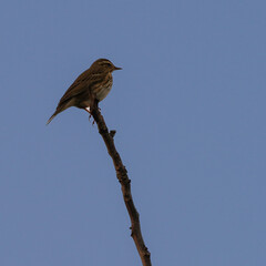 Songbird Perched on a Bare Branch Against a Clear Blue Sky