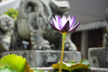 lotus flower in Thailand