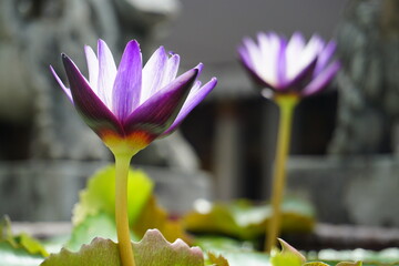 lotus flower in Thailand