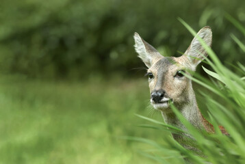 숨어 있는 암컷 노루