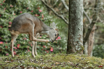 가려운 암컷 노루