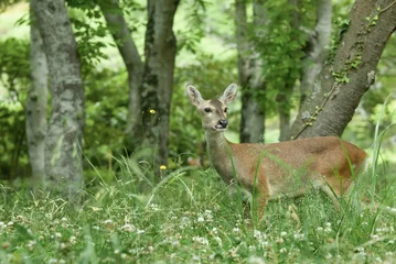 Rolgordijnen Ree female roe deer  © kevin