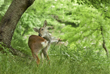 roe deer