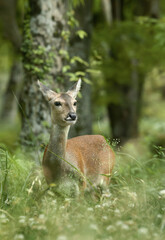 female roe deer