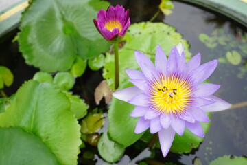 lotus flower