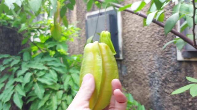 A woman picks star fruit or carambola from a branch. Nature background.