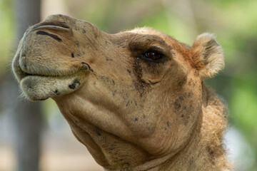 Obraz premium close up of camel head
