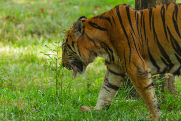 Obraz premium Sumatran tiger in its natural habitat, showcasing distinctive dark stripes, sharp features, and powerful presence, representing Indonesia’s endangered wildlife.