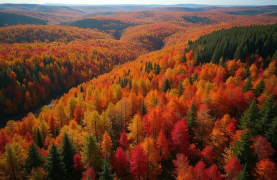 Vast Canadian forest ablaze with fall colors. Rolling hills covered in vibrant orange, red, and yellow leaves. Evergreen trees provide contrast to the seasonal foliage display in Quebec.