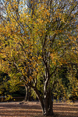 Fototapeta premium 都心散歩 冬間近の浜離宮の森