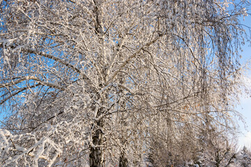 Fairytale patterns  of  tree branches dusted  with snow