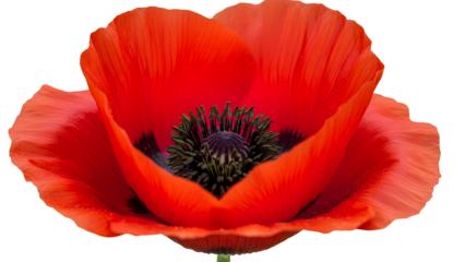 Blooming red poppy flower with black center On transparent 