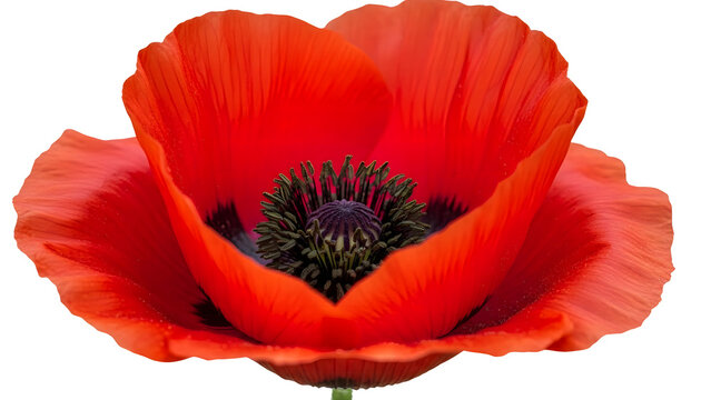Blooming red poppy flower with black center On transparent - Powered by Adobe