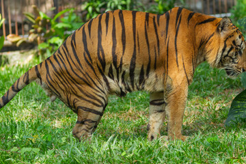 Sumatran tiger in its natural habitat, showcasing distinctive dark stripes, sharp features, and powerful presence, representing Indonesia’s endangered wildlife.