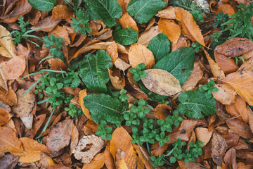 Close-up of fallen autumn leaves mixed with green ground plants