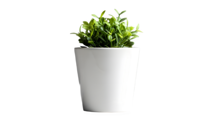 Small green plant in a white pot against a black background