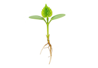 Seedling sprout plant growth roots leaves stem green nature germination agriculture horticulture isolated on transparent background