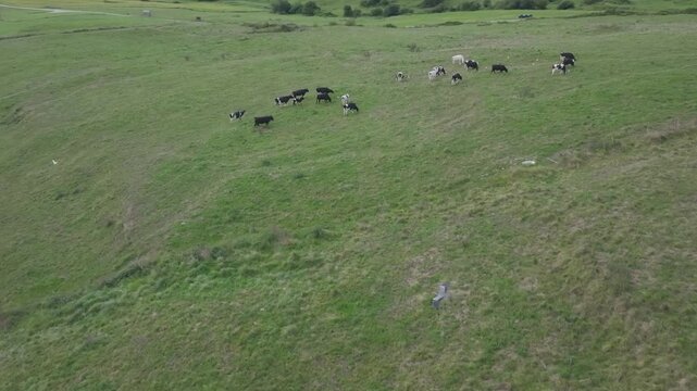 Aerial forward shot of cows grazing on the green meadows of Cantabria while a grey crane flies overhead. A calm rural scene tied to local dairy traditions and the famous sobaos pasiegos of the region.