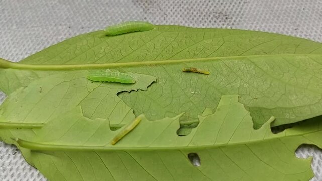 caterpillars on green leaves in the garden