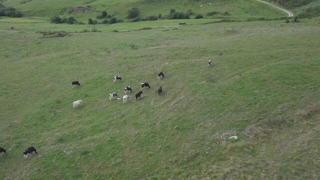 Rightward aerial sweep showing cows grazing on the rolling green meadows of Cantabria, accompanied by white cranes. A calm rural scene tied to local dairy traditions and sobaos pasiegos.