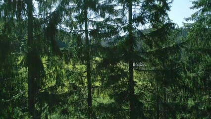 Fototapeta premium Tree in row and cute house on green summer field