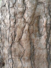 old cracked pine bark, old tree, trunk