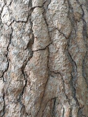 old cracked pine bark, old tree, trunk