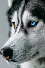 Close-Up Portrait of a Siberian Husky with Striking Blue Eyes Against a Soft Gray Background